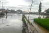 Cuaca Ekstrim, Waspada Serangan Hama