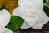 Rahasia Tersembunyi Bunga Kaca Piring: Kulit Glowing dalam Sekejap, Mitos atau Fakta?