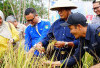 Panen Padi Gogo Perkuat Ketahanan Pangan 