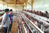 Harga Lebih Murah, Budidaya Ayam Petelur Penuhi Kebutuhan Warga Tanjung Lubuk