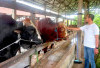 Sapi Premium 1 Ton Lebih Kerap Jadi Pesanan Presiden RI