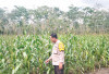 Sempat Diserang Hama, Tanaman Jagung Kerdil