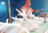 Harga Ayam dan Telur Stabil