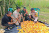  Dorong Masyarakat Mandiri Penuhi Kebutuhan Pangan, Hasil Panen 0,5 Ton Jagung 