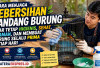 Cara Menjaga Kebersihan Kandang Burung agar Tetap Higienis, Sehat, Nyaman, dan Membuat Burung Selalu Prima 