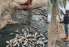 Ikan Mudik Banjiri Sungai Komering, Warga Berbondong-bondong Mancing dan Raup Cuan