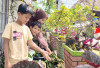Lahan Sempit, Manfaatkan Pot dan Dinding 
