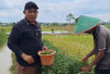 PANEN CABAI  Hasilnya Segera Dijual