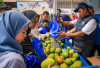 Diberdayakan BRI, Petani Mangga Bondowoso Tingkatkan Produktivitas dan Kesejahteraan