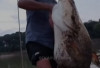 HEBOH! Nelayan Sekayu Tangkap Ikan Tapah Raksasa Berukuran 1,5 Meter