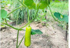 Rutin Cek Kebun, Cegah Serangan Kera