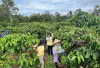 Dibalik Kemakmuran dan Kesejahteraan Petani Kopi Tebat Benawa Pagaralam
