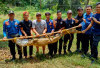 Buaya ‘Mager’ Menyambangi Kolam Ikan Warga di Musi Rawas