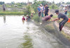 Sulap Rawa Terbengkalai Jadi Kolam Patin