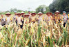 Usia 100 hari, Panen Raya Jagung Bersama 