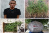 Tanam Ganja di Rumah Kontrakan, Warga OKU Selatan Ditangkap Polisi