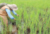 Lakukan Pompanisasi, Bersihkan Saluran Irigasi, Lahan  Sawah Terendam 