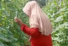 Menjelang Ramadan, Kebun Mentimun Warga Kayuagung Siap Panen