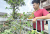 Dari Pekarangan Bisa Dapatkan Buah dan Sayur Segar, Furqan Manfaatkan Lahan Rumah 