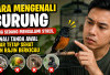 Cara Mengenali Burung yang Mengalami Stres, Kenali Gejala Sejak Dini agar Tetap Sehat dan Rajin Berkicau