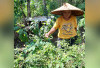 Meski Sedikit, Tanam Cabai di Pekarangan Bantu Kebutuhan Dapur Warga Lubuklinggau