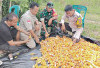 Dorong Masyarakat Mandiri Penuhi Kebutuhan Pangan, Hasil Panen 0,5 Ton Jagung 