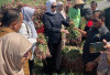  Siap Lakukan Budidaya Bawang Merah Brebes