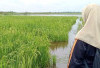 Sawah Padi Indralaya Terendam Banjir 4 Hari, Petani Terancam Puso