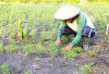   Rawat Kebun Tomat, Bersihkan Gulma 