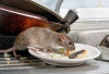 Cara Agar Kosan Aman dari Tikus Saat Ditinggal Libur Semesteran
