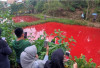Warga Kota Pagar Alam Heboh, Air 4 Kolam Ikan Warga Berubah Merah Darah Usai Hujan