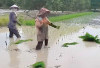  Hasil Panen Lebih Banyak, Tanam Padi Jajar Legowo 