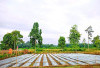 Pulo Mas Empat Lawang Mulai Tanam Melon, Edukasi Pertanian Modern