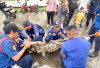 Resahkan Masyarakat, Buaya 2,5 Meter Diamankan