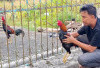 Ayam Bangkok: Simbol Kegagahan dan Kebanggaan di Kalangan Anak Lanang