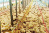 8.000 Ekor Ayam Broiler Siap Panen Mati Kepanasan Akibat Listrik Padam, Peternak Merugi Ratusan Juta Rupiah