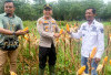 Panen Raya Jagung Serentak di Rambang Dangku, Polri Perkuat Ketahanan Pangan