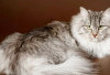 6 Ras Kucing Termahal di Dunia: Apakah Kucing Peliharaan Anda Salah Satunya?