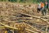 Waspada! Dampak Kabut Asap Karhutlah: Ancaman Kesehatan dan Lingkungan di Sumatera