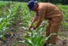 Ulat Grayak Serang Jagung 3 Ha di Indralaya