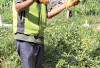 Jadikan Lahan Kosong Kebun Ubi Jalar