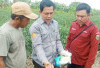 Atasi Keriting Daun pada Tanaman Cabai