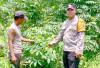 Optimalkan Program Pekarangan Bergizi, Tanami Singkong