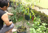 Lahan Jadi Produktif, Tak Sulit Dapatkan Cabai