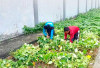 Manfaatkan Lahan Tidur Jadi Produktif, Warga Binaan Lapas Kayuagung, Rawat Ubi Jalar dan Tanam Pisang 