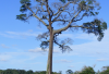 Trik Cara Mematikan Pohon Besar Tanpa Harus Menebang