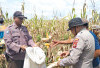 Panen Jagung Perkuat Pangan Nasional
