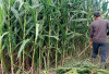 Harga Stabil, Petani Semangat Menanam