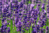 Agar Tanaman Lavender Rajin Berbunga, Ini yang Harus Dilakukan