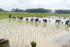 Petani Tanami 600 Hektare Sawah